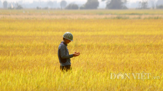 tam dung xuat khau gao: nong dan khong the tru lua, doi gia len hinh anh 1