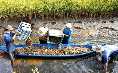 tha tom trong ruong lua, khong so han man, loi nhuan gap doi hinh anh 2