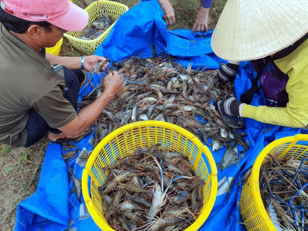 tha tom trong ruong lua, khong so han man, loi nhuan gap doi hinh anh 4