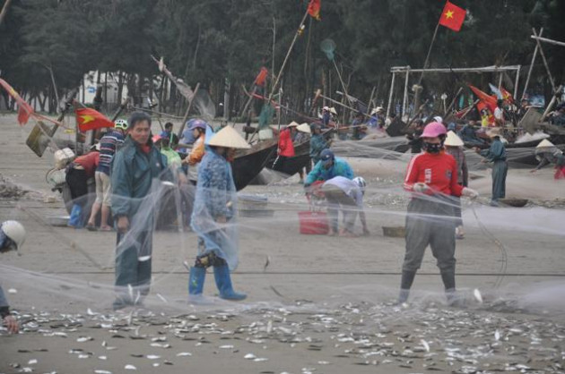 thanh hoa: day som i oi ru nhau ra bien bat hang tan ca trich tuoi roi hinh anh 2