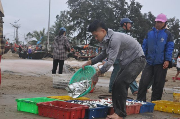 thanh hoa: day som i oi ru nhau ra bien bat hang tan ca trich tuoi roi hinh anh 5