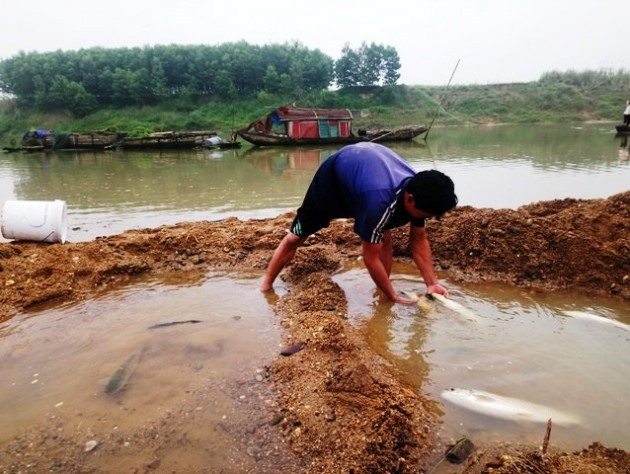 thanh hoa: hang tan ca long chet bat thuong tren dong song chu hinh anh 4