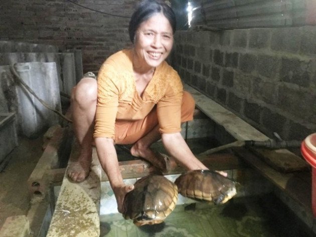 thanh hoa: nuoi ba ba gai, rua cam bo lom ngom, co cua an cua de hinh anh 4