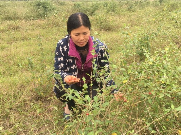 thanh hoa: ruong trong ca gai leo day co dai van loi 15 trieu/sao hinh anh 6