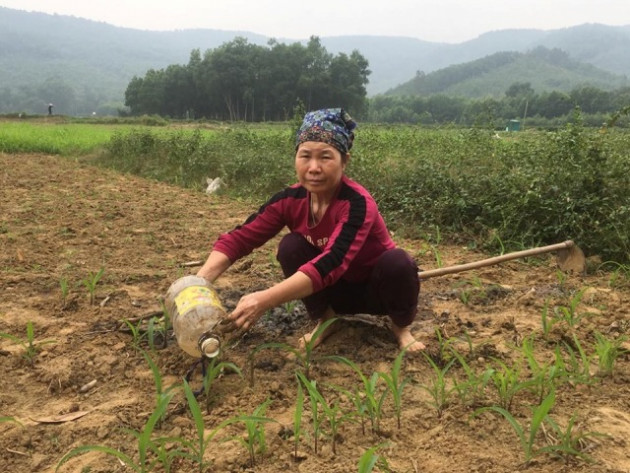 thanh hoa: ruong trong ca gai leo day co dai van loi 15 trieu/sao hinh anh 7