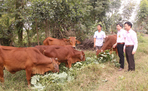 Thêm vốn đầu tư nuôi bò, nông dân Ninh Bình mau khấm khá