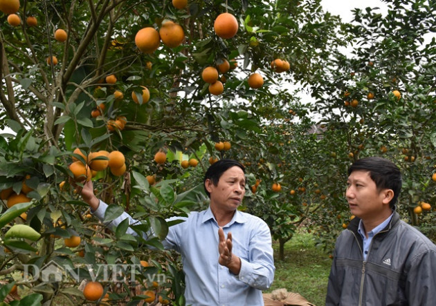 thoi chuc giam doc ve trong cam v2, thu hang tram trieu/nam hinh anh 1