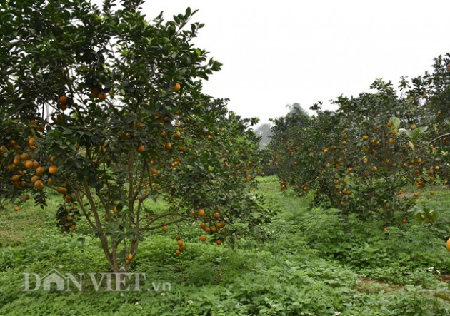 thoi chuc giam doc ve trong cam v2, thu hang tram trieu/nam hinh anh 2