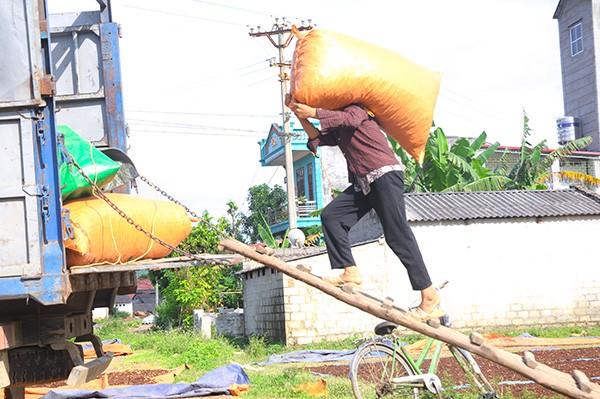 thom ngao ngat, qua sai luc liu: dan "thu phu" hoa hoi thu bon tien hinh anh 1