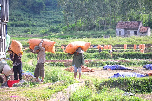 thom ngao ngat, qua sai luc liu: dan "thu phu" hoa hoi thu bon tien hinh anh 2