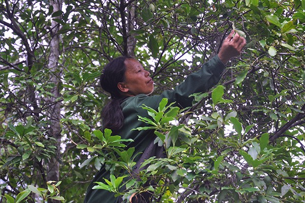 thom ngao ngat, qua sai luc liu: dan "thu phu" hoa hoi thu bon tien hinh anh 4