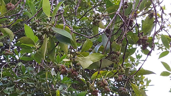 thom ngao ngat, qua sai luc liu: dan "thu phu" hoa hoi thu bon tien hinh anh 6