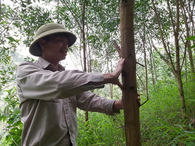 thuoc lau 10 nguyen tac trong rung fsc, dan tuyen quang thu tien ty hinh anh 2