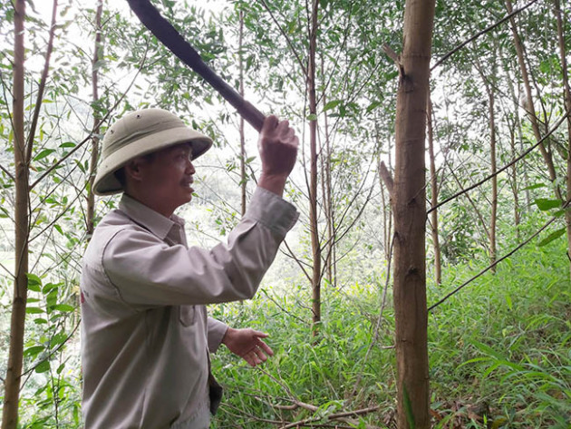 thuoc lau 10 nguyen tac trong rung fsc, dan tuyen quang thu tien ty hinh anh 3