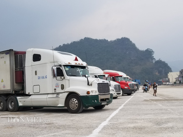 Thương lái "canh" giá vọt để đưa thanh long xuất khẩu sang Trung Quốc