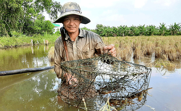 Thương lái ngừng mua, giá cua gạch Cà Mau chỉ còn 300.000 đồng/kg