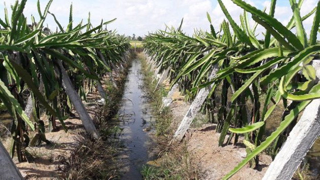 Tiền Giang: Hộc tốc "giải cứu" thanh long đang chết khát vì hạn mặn