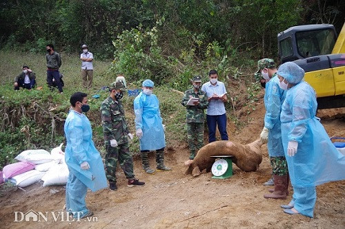 Tin nóng Sơn La: Tiêu hủy 6,7 tấn lợn nhập lậu từ Lào về Việt Nam