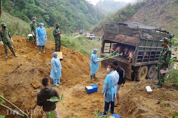 tin nong son la: tieu huy 6,7 tan lon nhap lau tu lao ve viet nam hinh anh 2