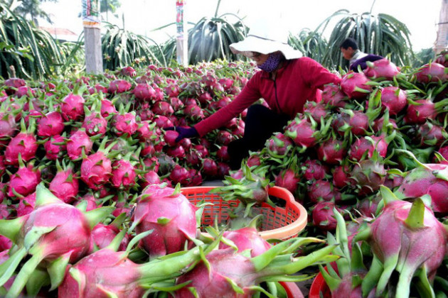 Tin vui Đồng Tháp: Giá ớt, thanh long, mít đồng loạt tăng trở lại