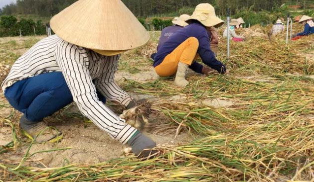 Tỏi Lý Sơn vẫn bán được giá cao sau tin đồn nhiễm thuốc trừ sâu1