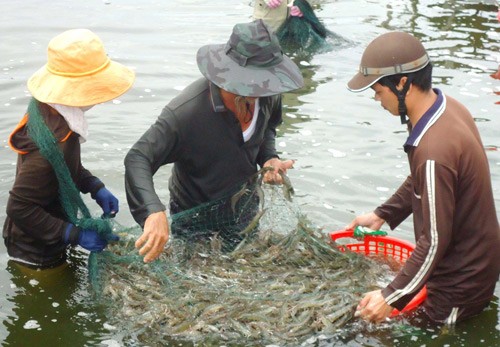 Tôm nước lợ sẽ mang về 4,2 tỷ đô la, bất chấp khó khăn bủa vây