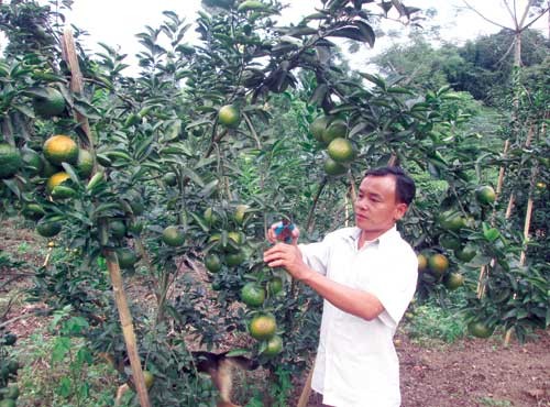 trieu phu cam bat mi bi quyet bon phan hieu qua tren cao nguyen da hinh anh 1