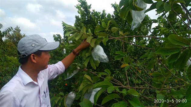 Trồng 500 cây na Thái, mới hái trái bói đã thu 3 tấn, lời 120 triệu đồng