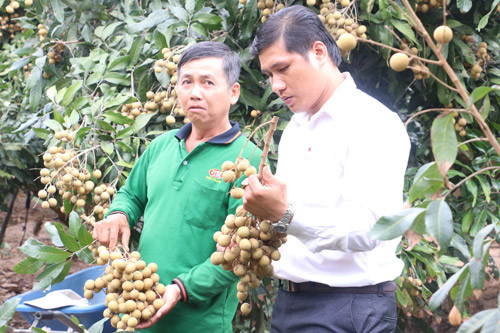 Trồng cây "cứng đầu", cho thanh long bám cây mắm, bớt lo hạn mặn