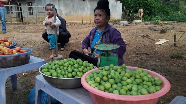 Trồng cây ra quả vừa ăn vừa nhắm mắt, tới vụ thu tiền triệu/ ngày