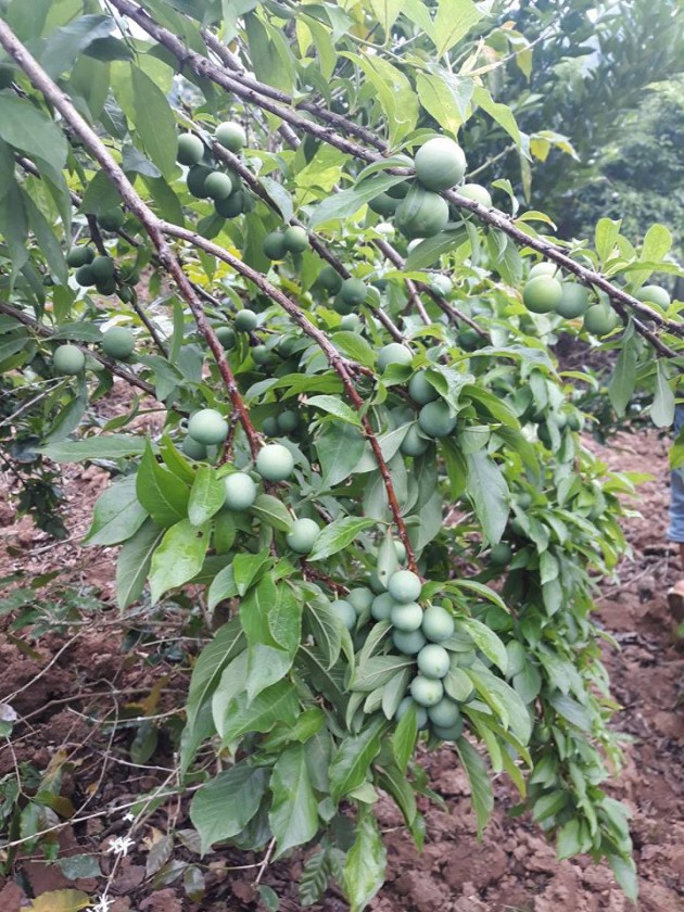 trong cay ra qua vua an vua nham mat, toi vu thu tien trieu/ ngay hinh anh 5