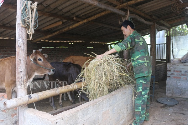 trong co nuoi dan bo 20 con, anh phong "tich tieu thanh dai" hinh anh 2