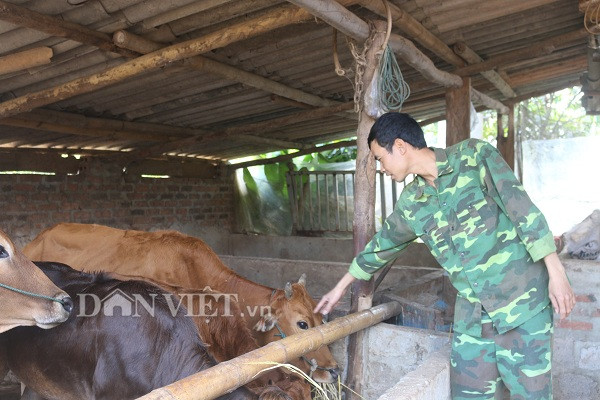 trong co nuoi dan bo 20 con, anh phong "tich tieu thanh dai" hinh anh 5