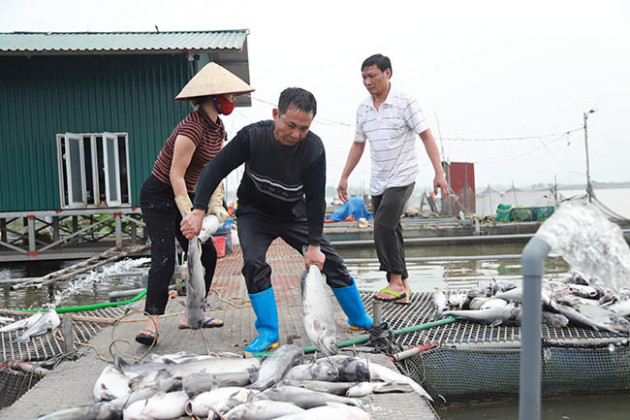 Trong đêm, 120 tấn cá “bất ngờ” chết, dân thiệt hại cả chục tỷ đồng3