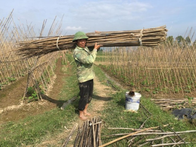 trong dua chuot cho leo tren gian nua, ruong dep, trai ngon, ban dat hinh anh 7