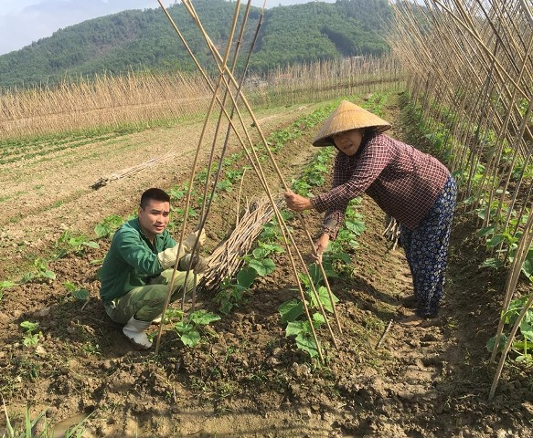 trong dua chuot cho leo tren gian nua, ruong dep, trai ngon, ban dat hinh anh 8