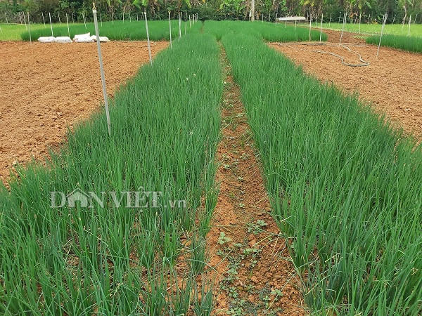 trong hanh xanh mat mat, thu hai den dau lai khuan het den do hinh anh 1