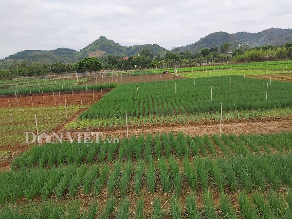 trong hanh xanh mat mat, thu hai den dau lai khuan het den do hinh anh 3