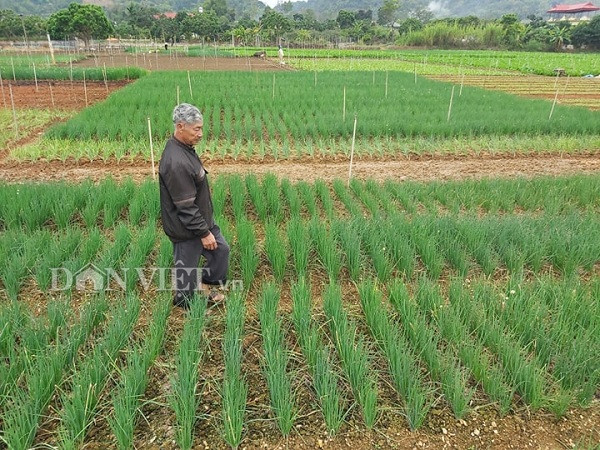 trong hanh xanh mat mat, thu hai den dau lai khuan het den do hinh anh 6