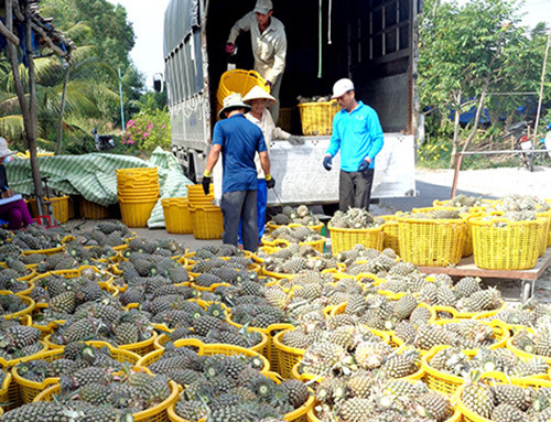 Trồng khóm VietGAP, người ăn an toàn, người trồng thêm vui