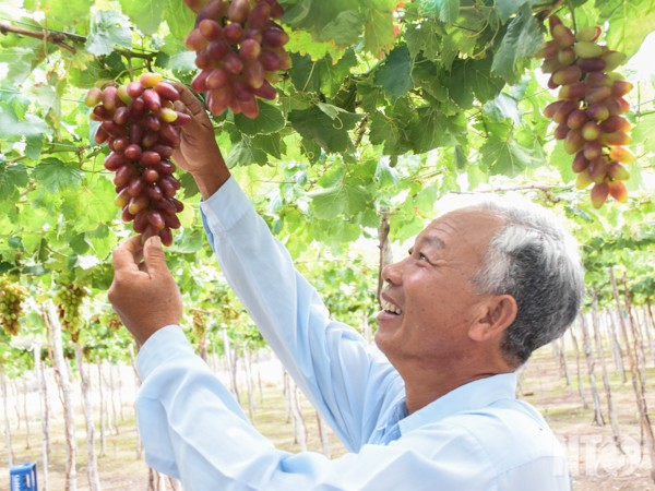 trong nho "la" mau do hinh o van, ban 100.000 dong/kg van hut hang hinh anh 1