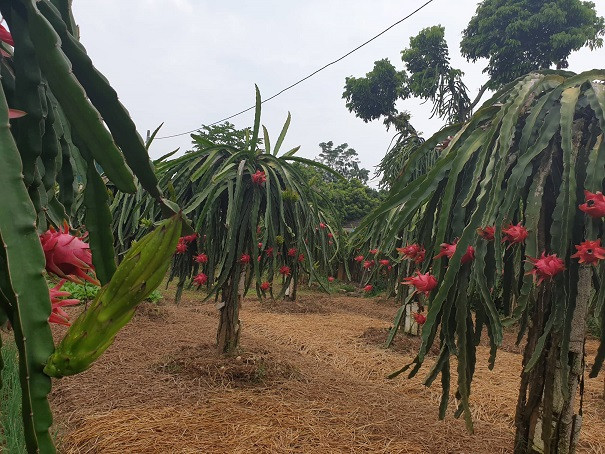 Trong nuôi loài chim trắng, ngoài trồng cây quả đỏ, thu tiền đều