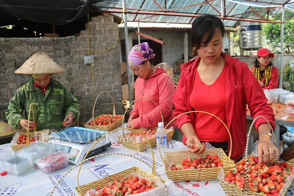 trong qua do nhu gac, giong xuat xu tu nhat, thu nua ty dong/nam hinh anh 4