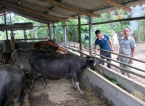 Trồng quế, nuôi trâu, nông dân Yên Bái thoát nghèo