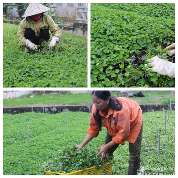 trong rau hoang bo khap noi, hai lien tuc, 1 nong dan nghe an phat tai hinh anh 2