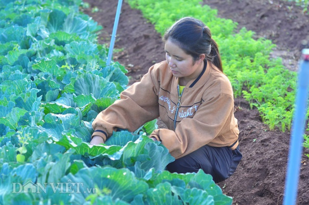 Trồng rau "kiểu lạ", bắt sâu bằng tay, người Churu bán đắt1