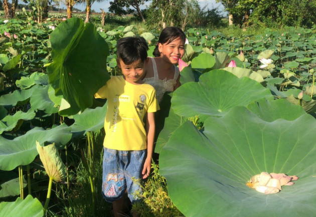 Trồng sen ruộng đã đẹp mà ngó bộ phận nào cũng bán ra tiền