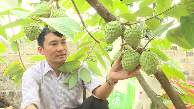 Trồng thứ na ra trái lạ, thương lái cứ hỏi đã chín chưa