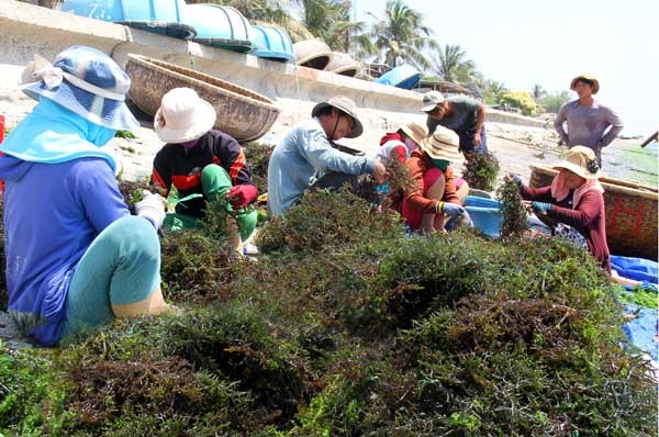 Trúng mùa trúng giá 2 thứ này, ND Ninh Thuận bỏ túi hàng chục triệu