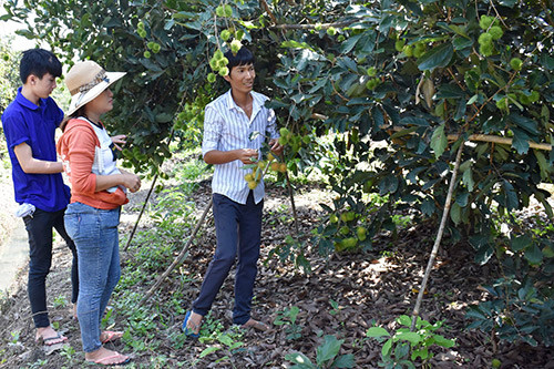 Trung Quốc tăng mua trái cây, dân trồng chôm chôm mong được giá